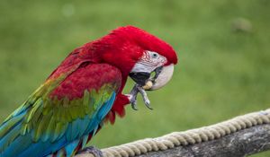 Preview wallpaper parrot, bird, color, feathers, beak