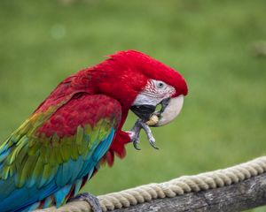 Preview wallpaper parrot, bird, color, feathers, beak