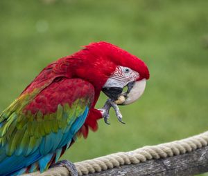 Preview wallpaper parrot, bird, color, feathers, beak