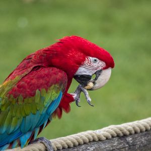 Preview wallpaper parrot, bird, color, feathers, beak