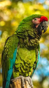 Preview wallpaper parrot, bird, color