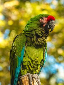 Preview wallpaper parrot, bird, color