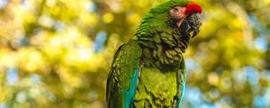 Preview wallpaper parrot, bird, color