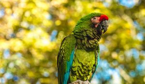 Preview wallpaper parrot, bird, color