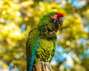 Preview wallpaper parrot, bird, color