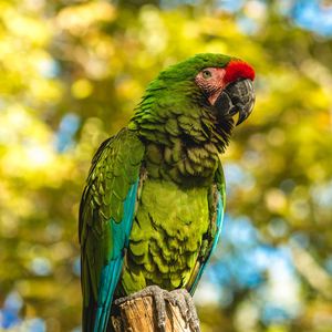 Preview wallpaper parrot, bird, color