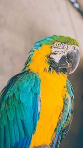 Preview wallpaper parrot, bird, color