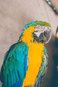 Preview wallpaper parrot, bird, color