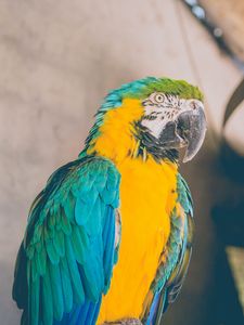 Preview wallpaper parrot, bird, color