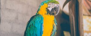 Preview wallpaper parrot, bird, color