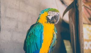 Preview wallpaper parrot, bird, color