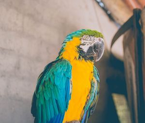 Preview wallpaper parrot, bird, color