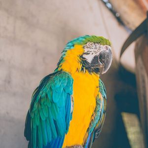 Preview wallpaper parrot, bird, color