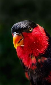 Preview wallpaper parrot, bird, color, red