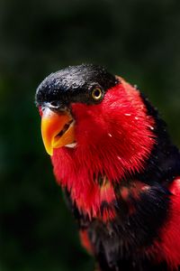 Preview wallpaper parrot, bird, color, red