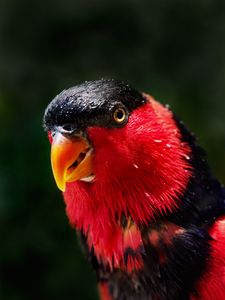 Preview wallpaper parrot, bird, color, red