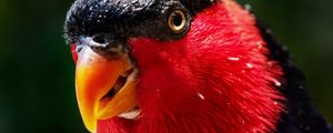 Preview wallpaper parrot, bird, color, red