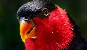 Preview wallpaper parrot, bird, color, red