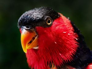 Preview wallpaper parrot, bird, color, red