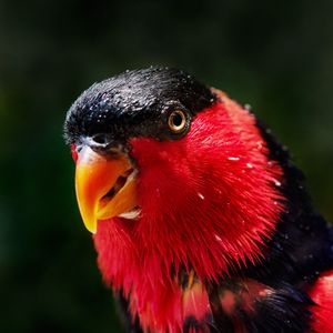 Preview wallpaper parrot, bird, color, red