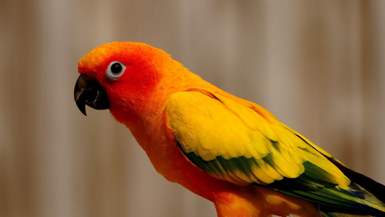 Wallpaper parrot, bird, color, feathers