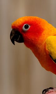 Preview wallpaper parrot, bird, color, feathers