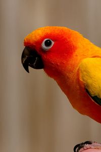 Preview wallpaper parrot, bird, color, feathers