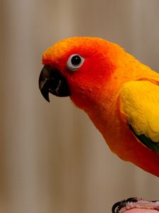 Preview wallpaper parrot, bird, color, feathers