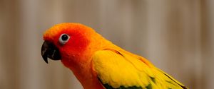 Preview wallpaper parrot, bird, color, feathers