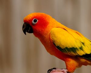 Preview wallpaper parrot, bird, color, feathers