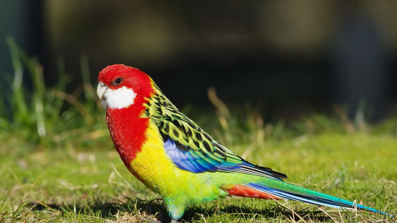 Wallpaper parrot, bird, color, grass