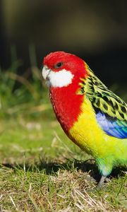 Preview wallpaper parrot, bird, color, grass