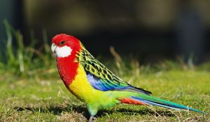 Preview wallpaper parrot, bird, color, grass