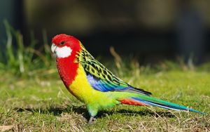 Preview wallpaper parrot, bird, color, grass