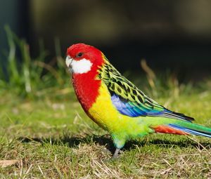 Preview wallpaper parrot, bird, color, grass