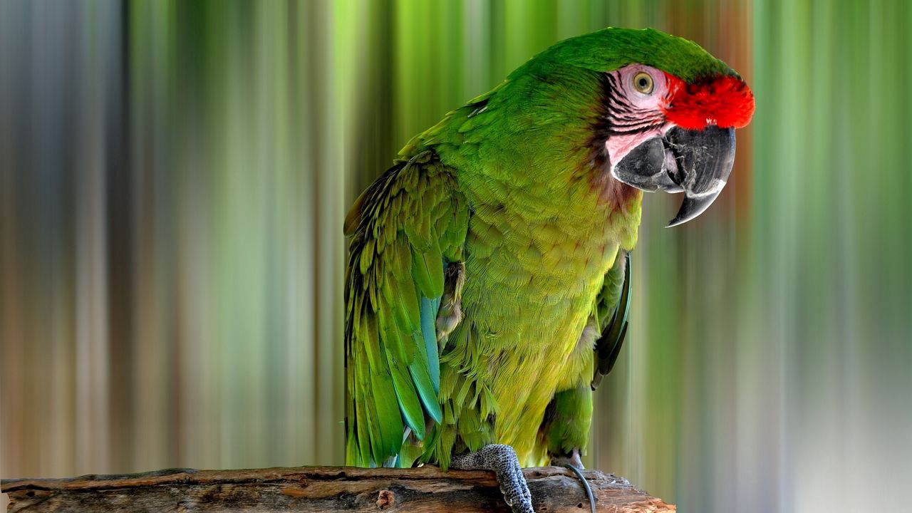 Wallpaper parrot, bird, color