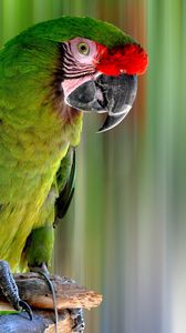 Preview wallpaper parrot, bird, color