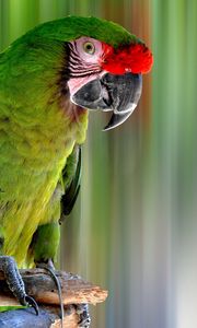 Preview wallpaper parrot, bird, color