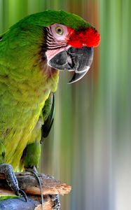 Preview wallpaper parrot, bird, color