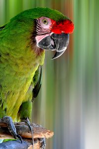 Preview wallpaper parrot, bird, color