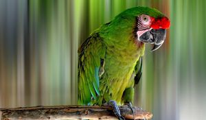 Preview wallpaper parrot, bird, color