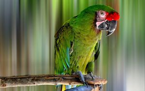 Preview wallpaper parrot, bird, color