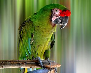 Preview wallpaper parrot, bird, color