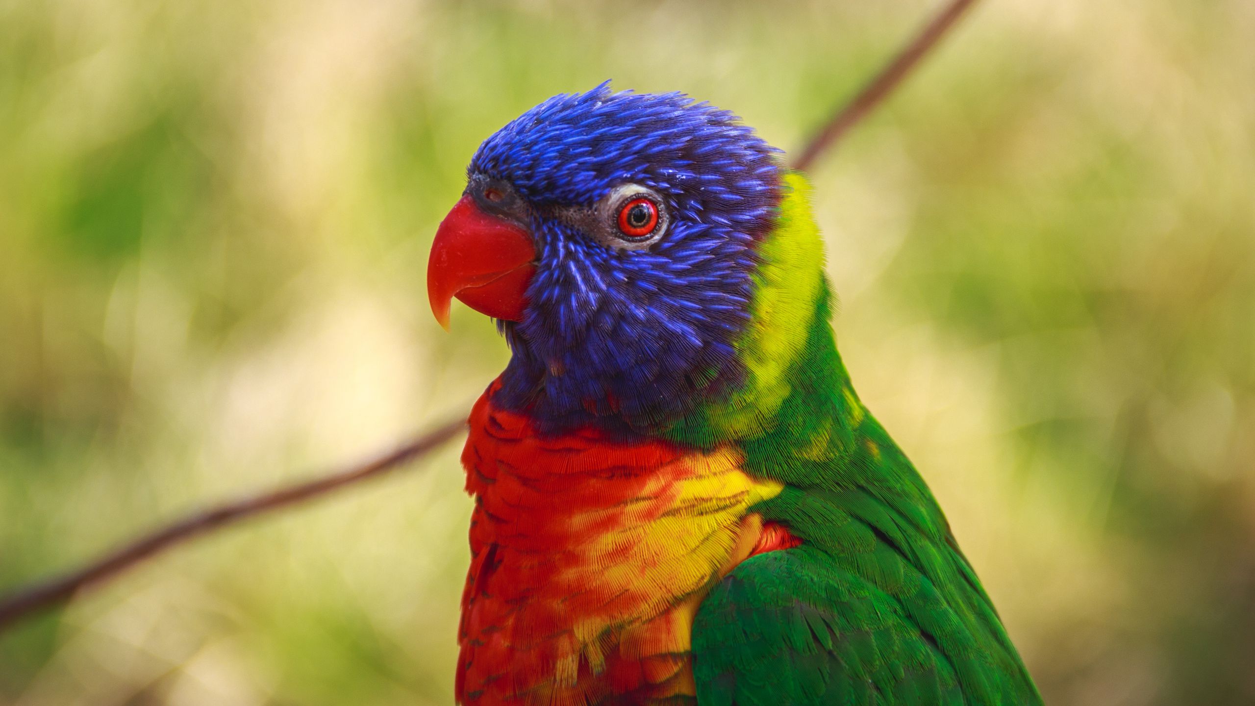 Download wallpaper 2560x1440 parrot, bird, colorful widescreen 16:9 hd ...