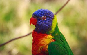 Preview wallpaper parrot, bird, colorful