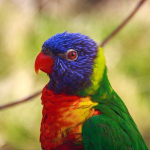 Preview wallpaper parrot, bird, colorful