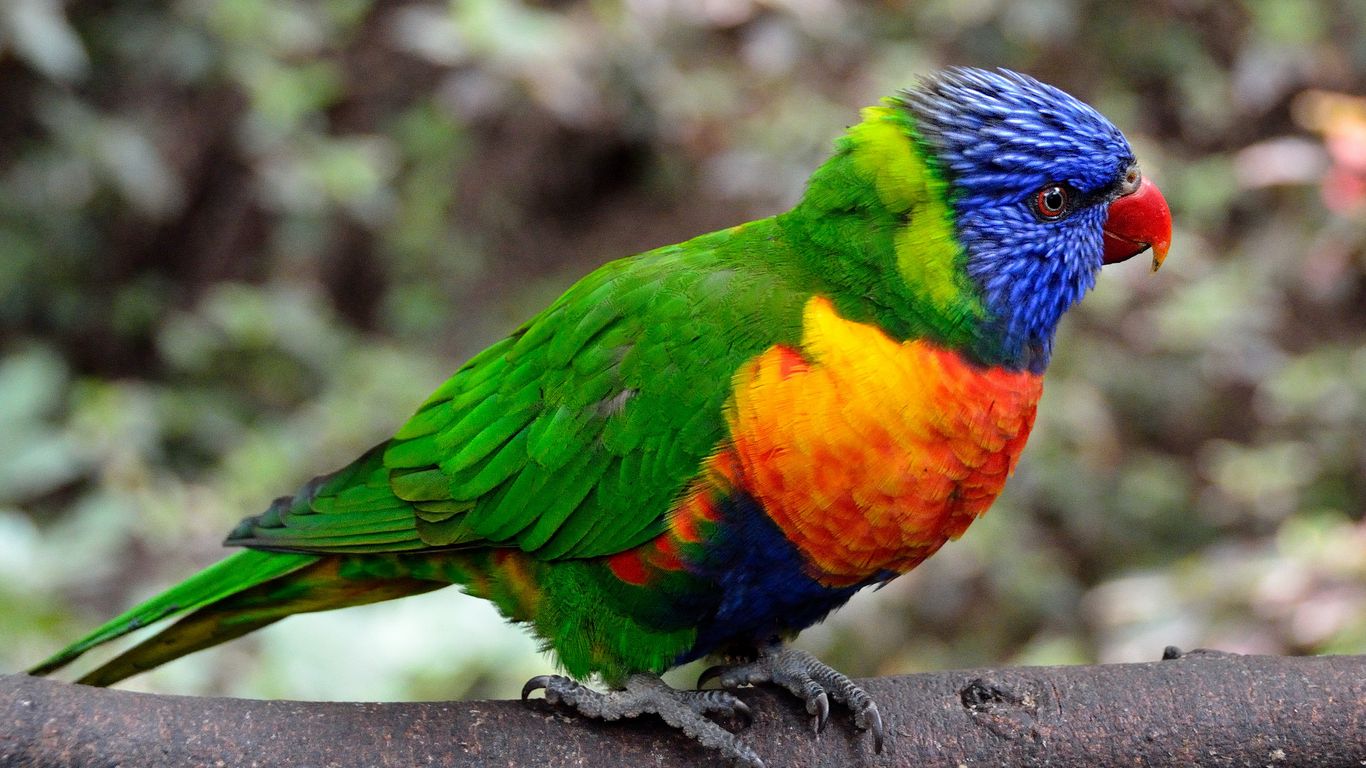 Download wallpaper 1366x768 parrot, bird, colorful tablet, laptop hd ...