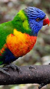 Preview wallpaper parrot, bird, colorful