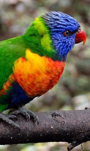 Preview wallpaper parrot, bird, colorful