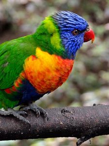 Preview wallpaper parrot, bird, colorful